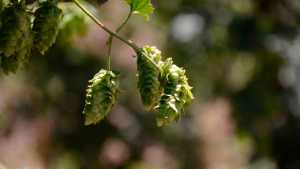 Aniversario de San Patricio del Chañar: El lúpulo, una alternativa productiva viable para la comunidad