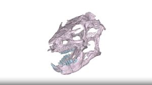 Este dinosaurio habitó la Patagonia hace 170 millones de años y ahora reconstruyeron su cráneo en 3D