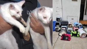Horror en Villa Crespo: secuestraba gatos de la calle, los almacenaba en el freezer y los cocinaba
