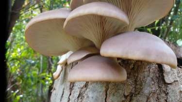 Las gírgolas y reishi, son dos variedades de uso medicinal. Foto: gentileza