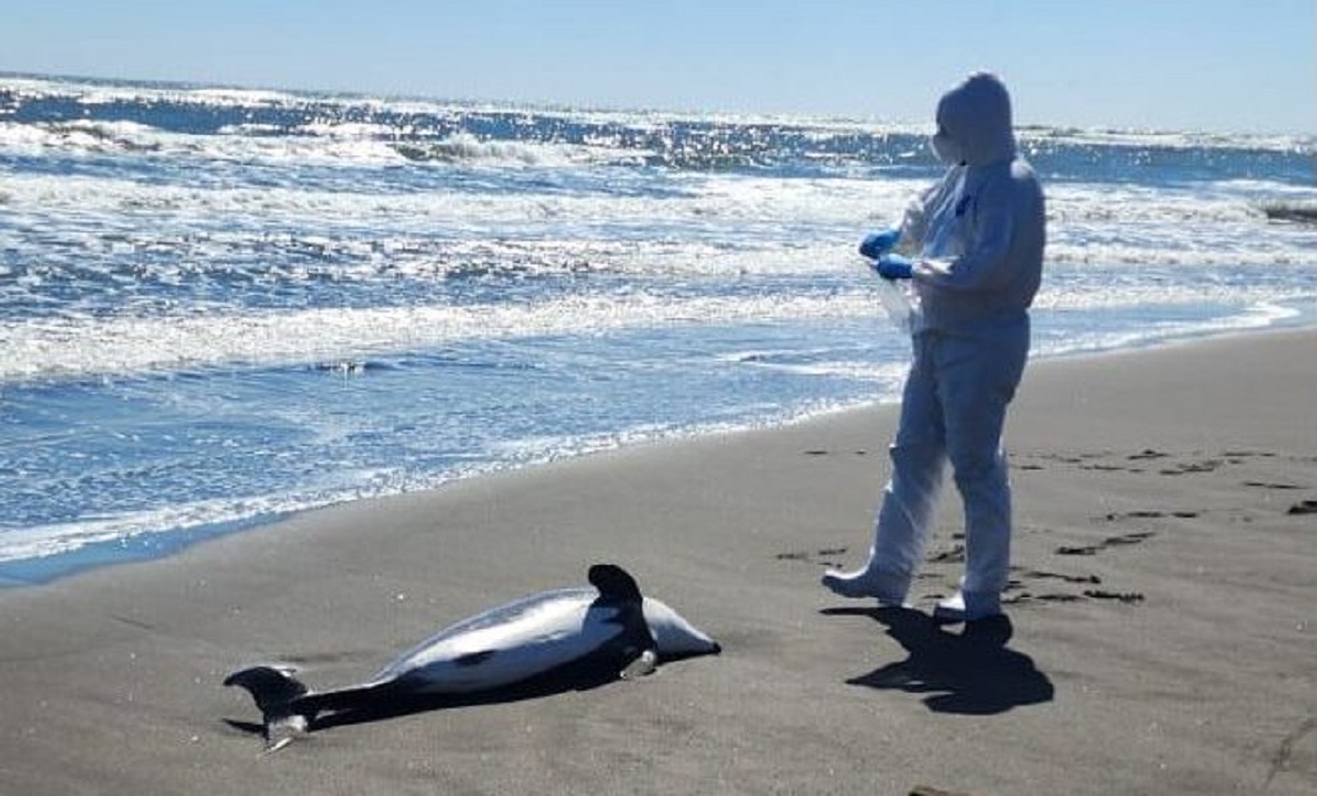 Preocupa la gran cantidad de animales marinos que han varado muertos. Foto: Diario Concepción. 
