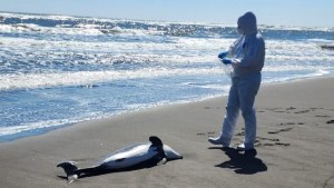 Detectaron gripe aviar en dos delfines que aparecieron varados en Chile