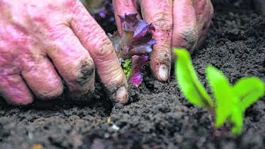 Las huertas familiares suman adeptos en Neuquén