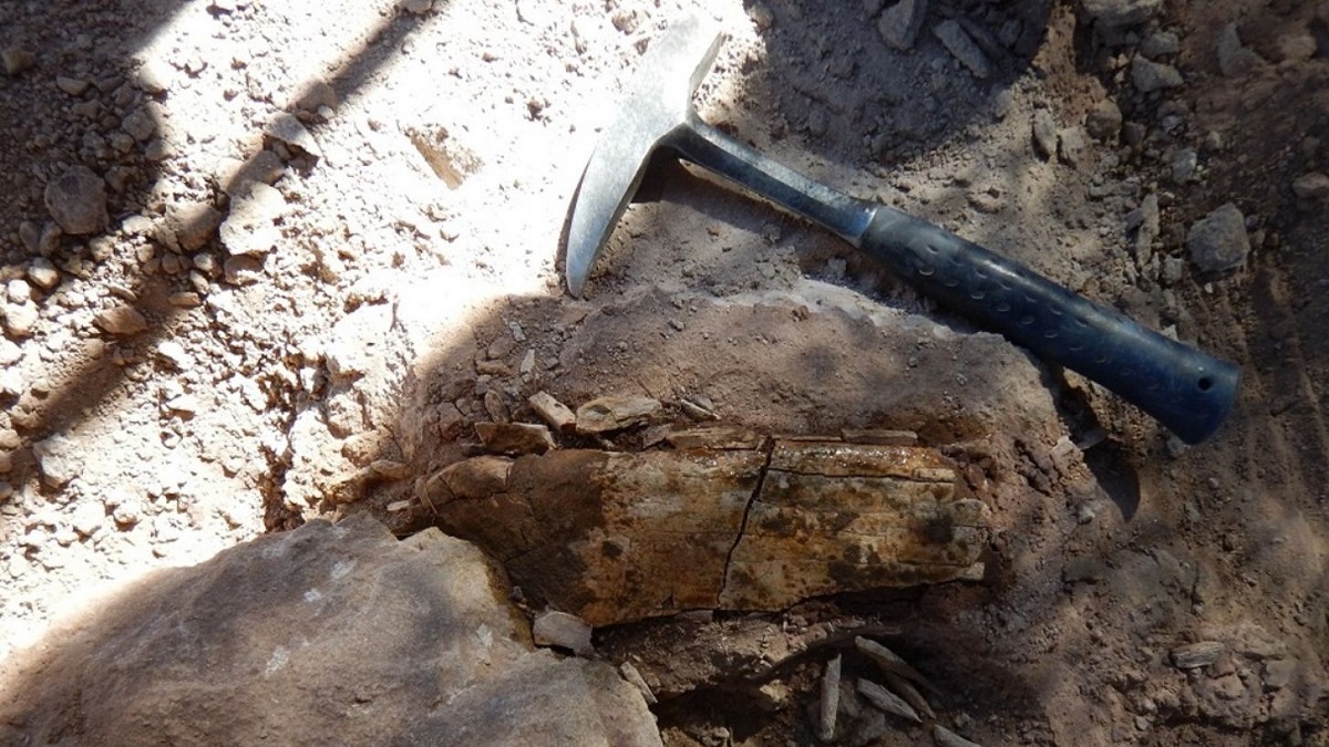 Encuentran los restos de un dinosaurio que podría ser una especie, en el norte de Neuquén