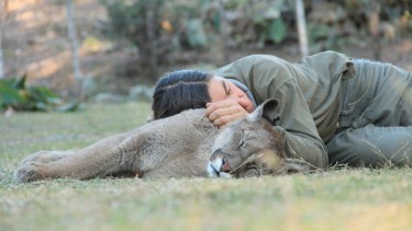 Kai Pacha cuida a los pumas de la región. Pumakawa es una organización que busca proteger a estas especies.-