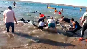 Emocionante rescate de 300 delfines varados cerca de Las Grutas: así ayudaron vecinos y turistas