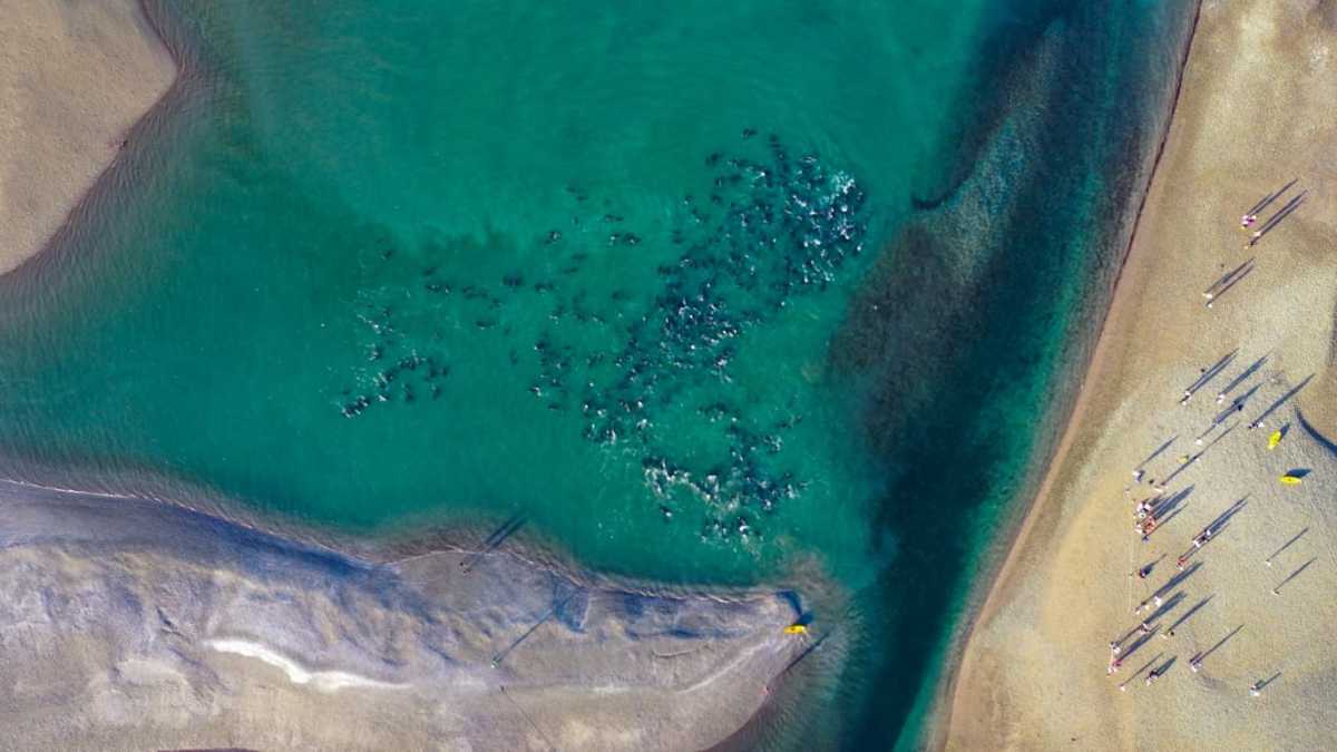 Una impresionante vista de los delfines varados. Foto: Sebastián Leal.