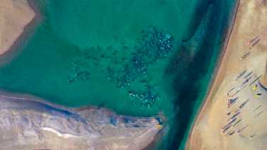 Una impresionante vista de los delfines varados. Foto: Sebastián Leal.