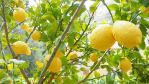 Limoneros: cuáles son las claves para que no nos fallen