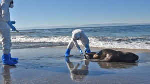 Brote de gripe aviar en lobos marinos: restringen el acceso a una playa de San Antonio Este