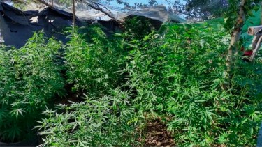 El imputado fue sobreseído por la Cámara Federal de Apelaciones de Roca que tuvo en cuenta que tenía autorización para elaborar aceite de cannabis medicinal. (foto de archivo)