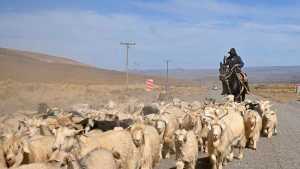 Lluvias y nevadas en el norte neuquino: la advertencia a los crianceros