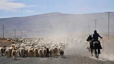El criancero que perdió a sus animales por un choque aseguró que están desamparados en las rutas. Foto: Archivo Florencia Salto. 