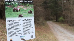 Una osa mató a un hombre en un bosque de Italia y debaten si corresponde ejecutarla