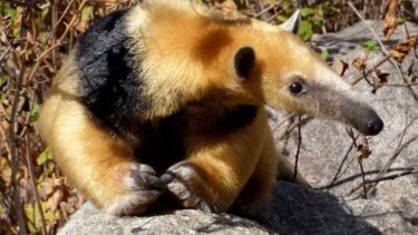 El oso melero «fue recuperado de una residencia localizada en Cruz Alta por personal policial de la División Delitos Rurales y Ambientales. Foto: Ilustrativa.