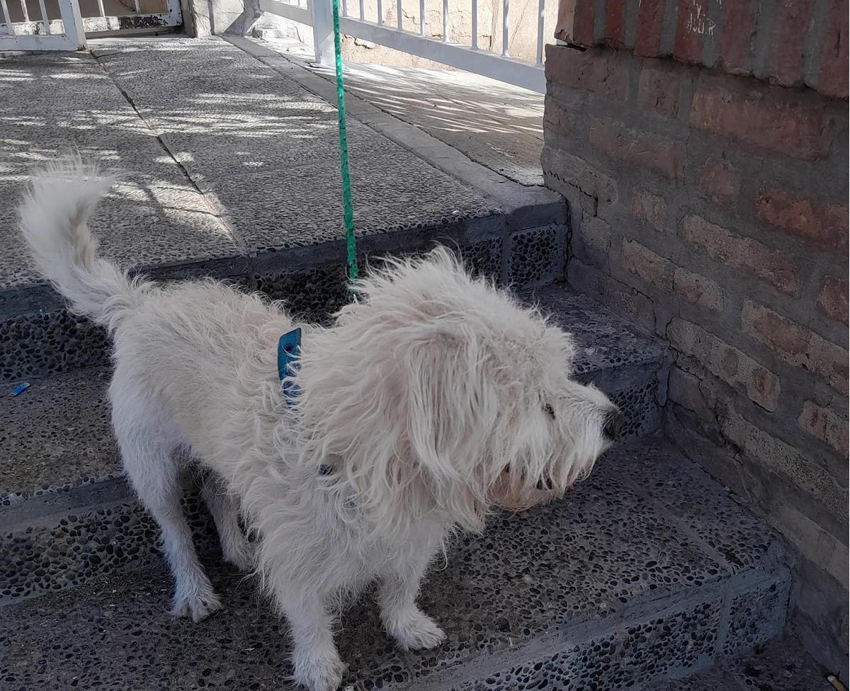 El perro estaba atado al portón del CPem 72 de Neuquén. Foto: facebook