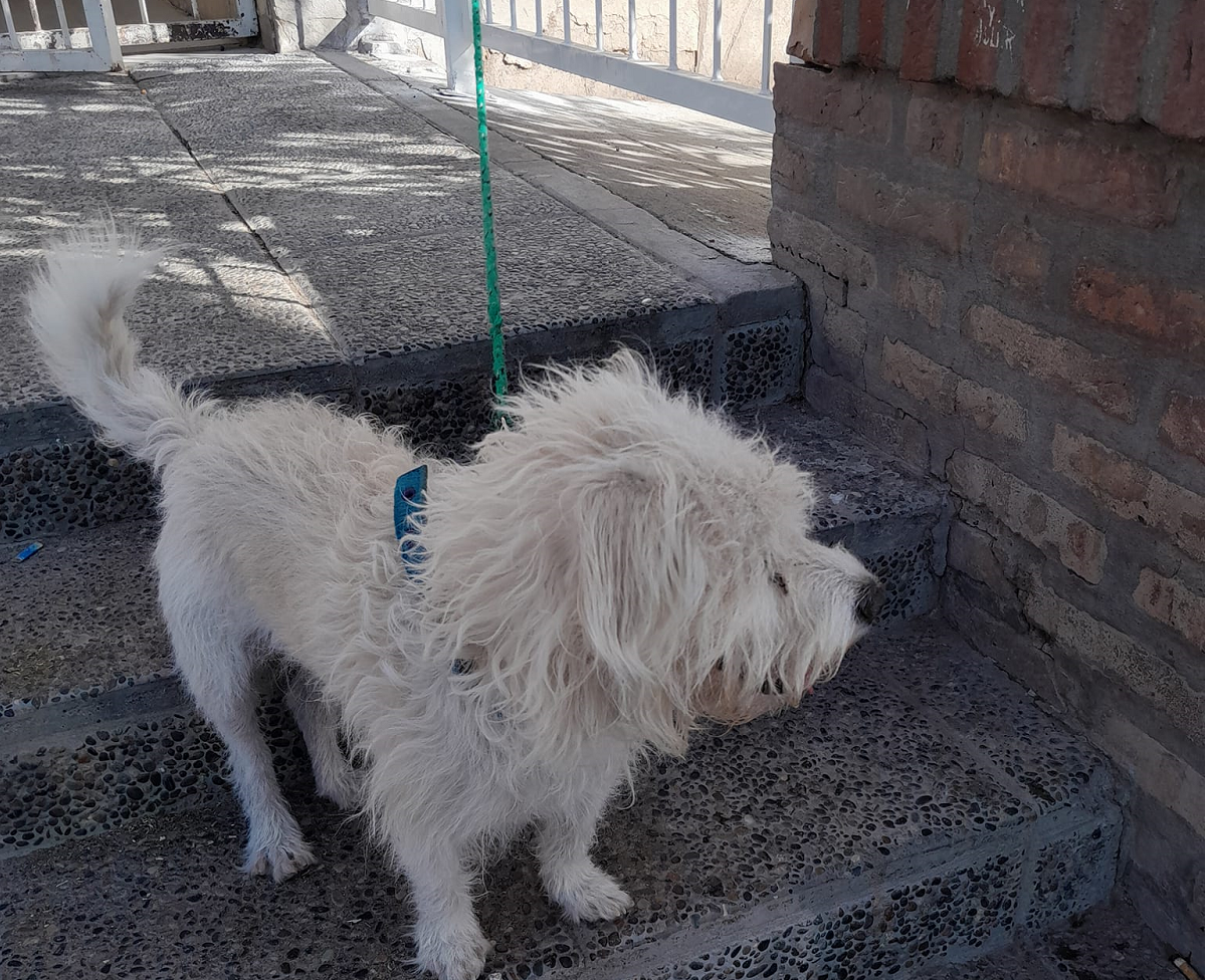 ¡Insólito! fueron a votar y se olvidaron al perro atado en una escuela ...