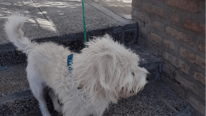 ¡Insólito! fueron a votar y se olvidaron al perro atado en una escuela de Neuquén