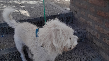El perro estaba atado al portón del CPem 72 de Neuquén. Foto: facebook