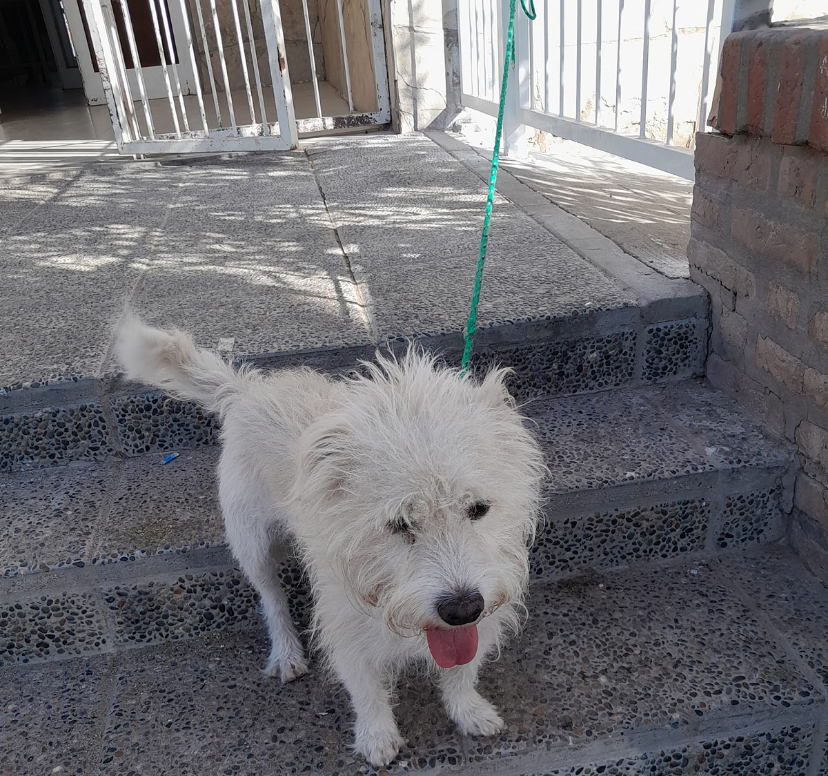 El perro estaba atado al portón del CPem 72 de Neuquén. Foto: facebook