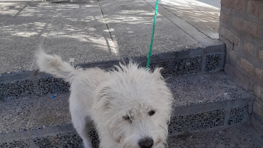 El perro estaba atado al portón del CPem 72 de Neuquén. Foto: facebook