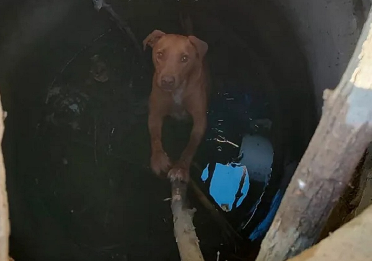 Rescatan a un perro que se había caído en un pozo ciego en el bajo de Neuquén 