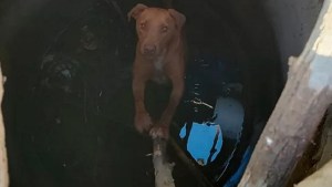 Rescatan a un perro que se había caído en un pozo ciego en el bajo de Neuquén