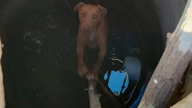 Rescatan a un perro que se había caído en un pozo ciego en el bajo de Neuquén 