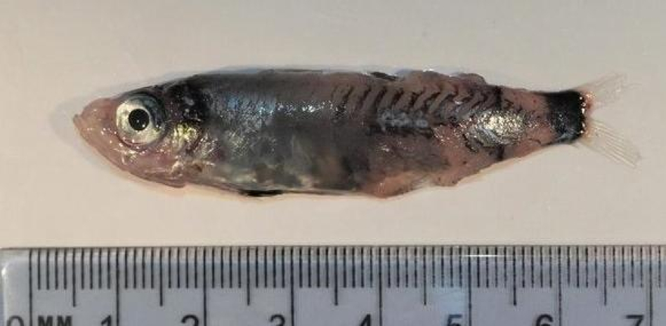 Descubrieron la especie que denominaron como "Microichthys Grandis" (literalmente "pez pequeño grande") durante estudios en la costa irlandesa, el año pasado.