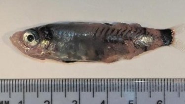 Descubrieron la especie que denominaron como "Microichthys Grandis" (literalmente "pez pequeño grande") durante estudios en la costa irlandesa, el año pasado.