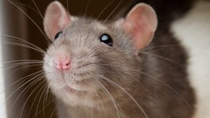 Una rata mordió a un adolescente en una escuela de Caballito y suspendieron las clases