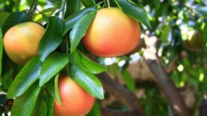 Pomelos: cómo cuidar y mantener un árbol en el jardín de casa