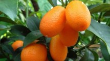 Imagen de Jardín: árboles de kinotos y naranjas en casa