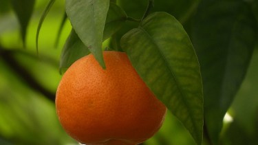 Cómo cuidar un árbol de mandarinas en casa