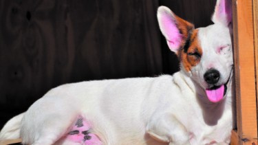 Skin care, cuidar la piel también es importante en los animales