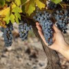 Imagen de Sergio Landoni, primer Embajador del Vino Neuquino: así lo distinguen en la Fiesta del Chef Patagónico