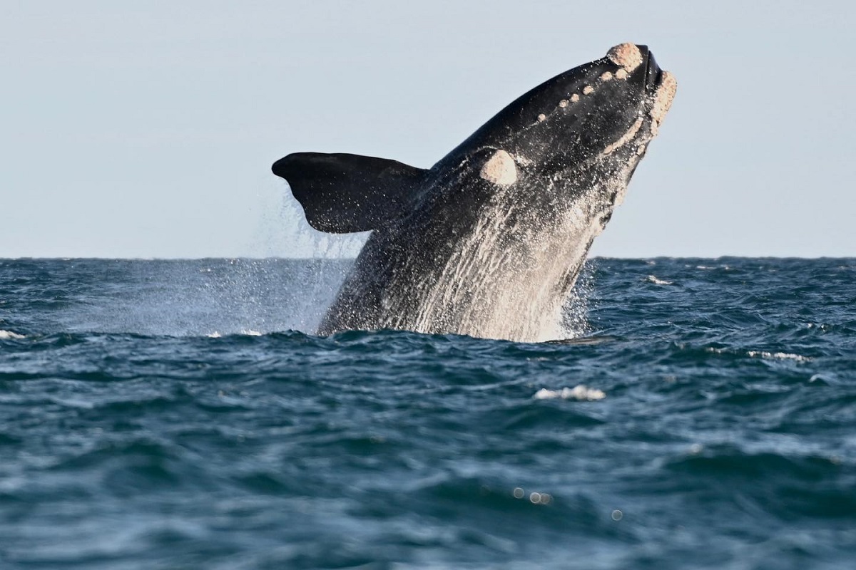 Puerto Madryn: cuánto sale ir en temporada baja a ver las ballenas ...