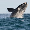 Imagen de Puerto Madryn: cuánto sale ir en temporada baja a ver las ballenas, plan completo de junio