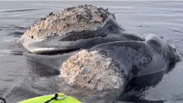 El video del año pasado, donde se observa a los jóvenes navegando cerca de las ballenas es una prueba de la contravención, porque eso está prohibido por la legislación vigente.