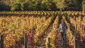 Fútbol en las rutas del vino: Mendoza recibe al Mundial Sub 20 con el Messi del turismo