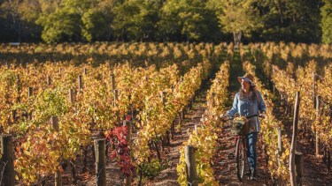 Fútbol en las rutas del vino: Mendoza recibe al Mundial Sub 20 con el Messi del turismo