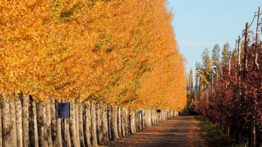 La zona del Alto Valle Patagónico comprendida entre Neuquén y Río Negro poco a poco se va posicionando con atractivos turísticos de naturaleza y propuestas innovadoras. Fotos: Turismo Allen.

