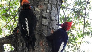 De Puerto Madryn a la cordillera, el viaje de las maravillas de otoño en la Patagonia