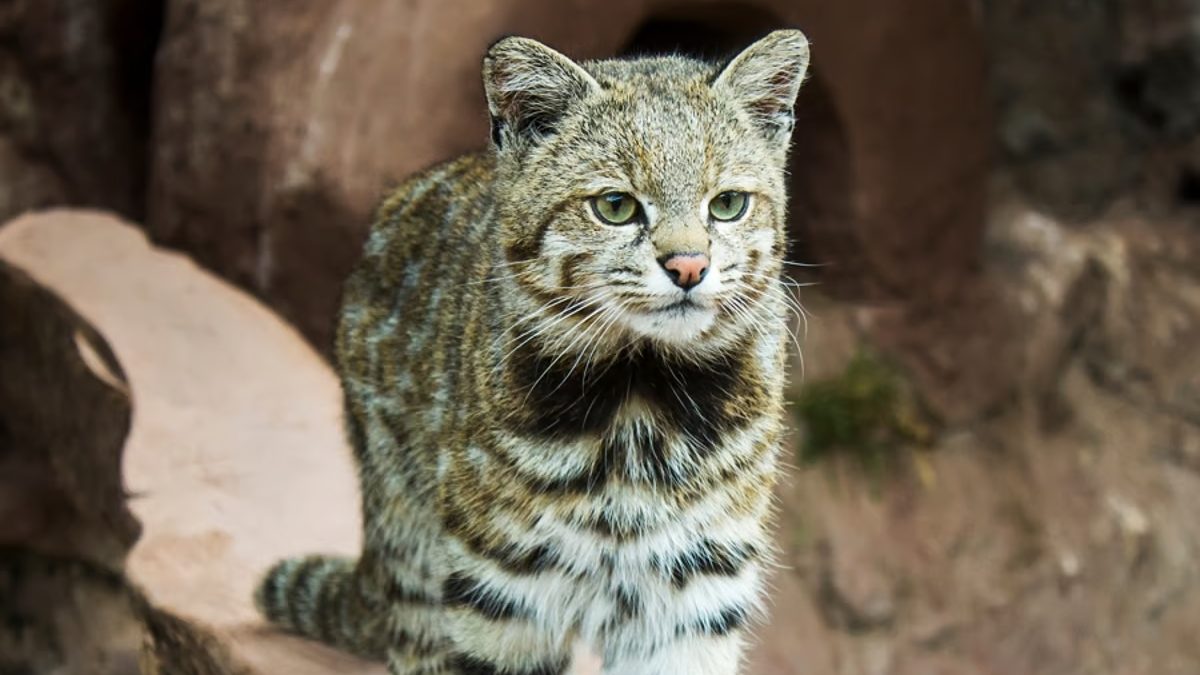 El gato andino se caracteriza por habitar regiones aisladas. 