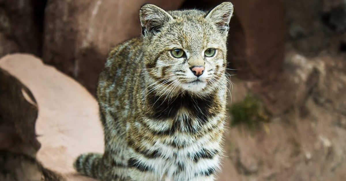 Un gato andino apareció en un región inédita de Mendoza y así lo captaron thumbnail