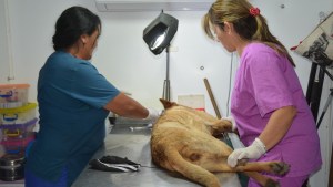 Cómo sigue la campaña de castración gratuita a perros y gatos de Viedma