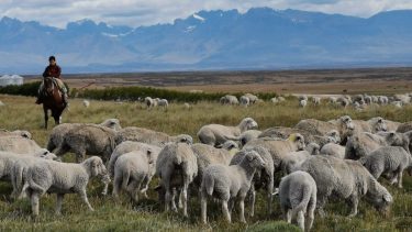 Ganadería regenerativa. Se busca devolver la salud a los ecosistemas en zonas gravemente afectadas.