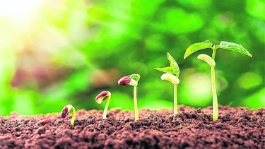 Hay que reforzar esfuerzos en la sanidad vegetal