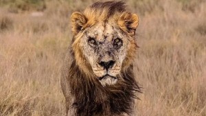 Mataron a uno de los leones salvajes más viejos del mundo, en Kenia