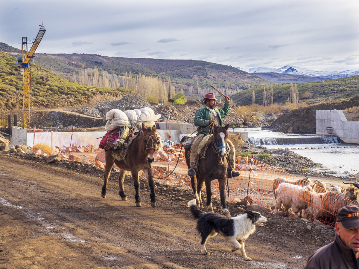 El criancero pasa con su rebaño, su burro y sus perros. Las obras se detienen al norte de la Patagonia. Un oficio tan antiguo como noble y una gran obra de ingeniera, en una foto .  